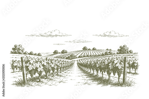 Foto Vintage woodcut vector illustration of a lush vineyard with rows of grapevines stretching toward the horizon in a detailed traditional hand drawn etch style