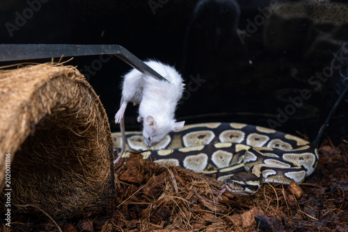 Photos A dead rat being offered to a ball python in its enclosure.