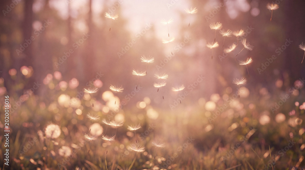 Αυτοκόλλητο Dandelion seeds gracefully floating through a sun-drenched meadow during golden hour, evoking peace and freedom