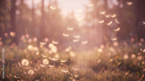 Tableau sur toile Dandelion seeds gracefully floating through a sun-drenched meadow during golden hour, evoking peace and freedom