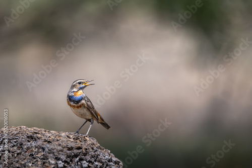 фотографія Bluethroat perched on weathered rock, singing in soft morning light, its vivid b