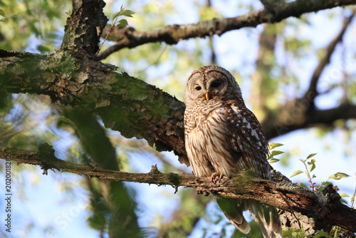 Vászonkép barred owl