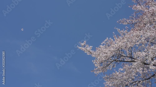 Beautiful Sakura Flowers Blooming Against Clear Blue Sky in Japan, 2026