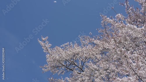 Beautiful Sakura Flowers Blooming Against Clear Blue Sky in Japan, 2026