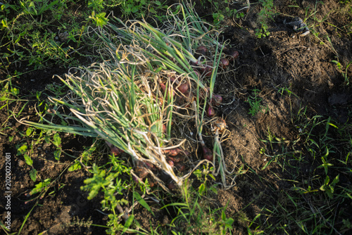 Photos The farmers are happy; the shallot harvest is abundant in the garden near the sea