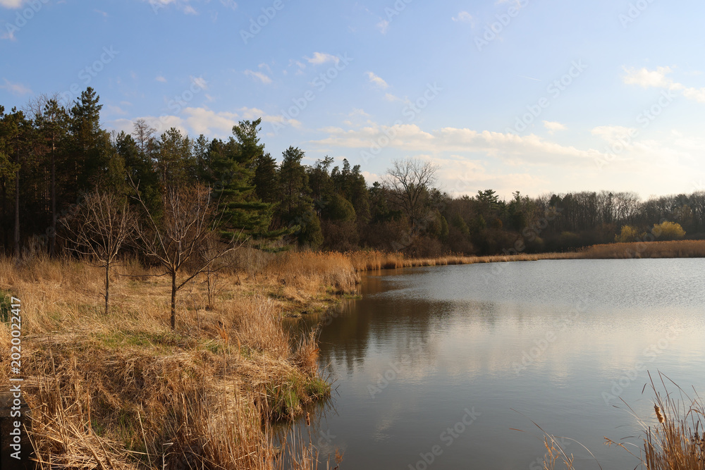 Obraz premium lake in the woods