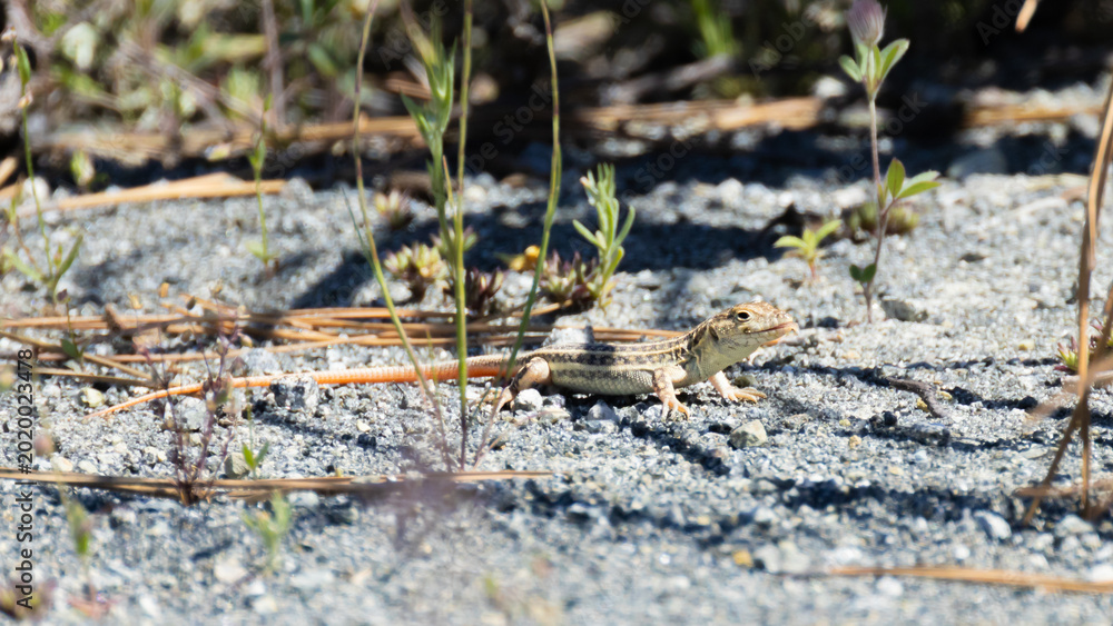 Αυτοκόλλητο Schreiber's fringe-fingered lizard basking on sandy ground in Cyprus (Acanthodac