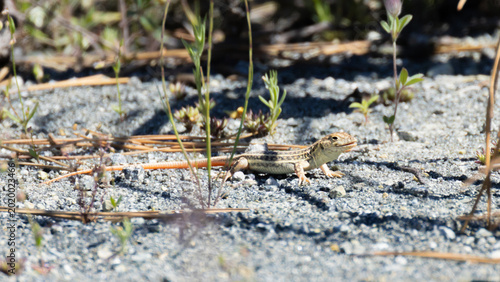 Fotografia Schreiber's fringe-fingered lizard basking on sandy ground in Cyprus (Acanthodac