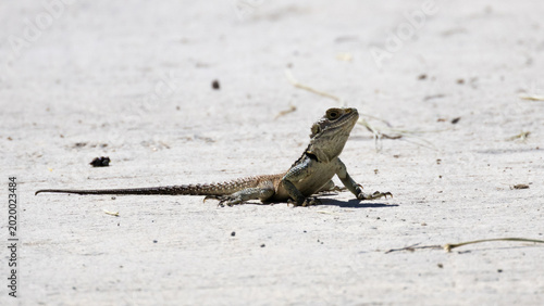 Foto Cyprus rock agama lizard basking on dry ground during spring (Laudakia cypriaca)