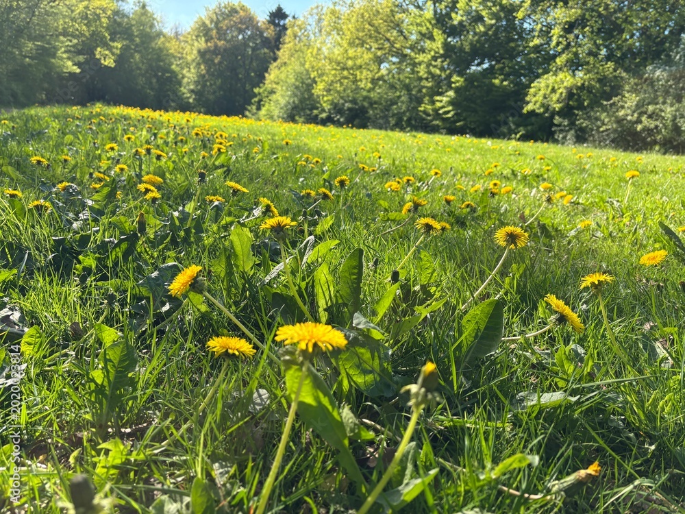 Obraz premium field of dandelions