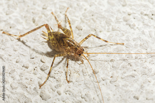 Obraz na płótnie vista ultra macro di un esemplare della specie del grillo dalle tonalità di gial