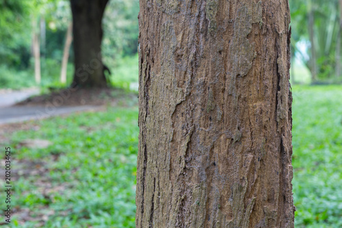 Rosewood Tree Trunk, Tropical Forest