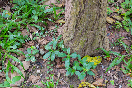 Dalbergia cochinchinensis in Green Field