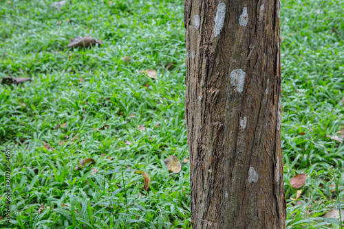 Dalbergia cochinchinensis in Green Field
