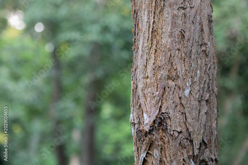 Rosewood Tree Trunk, Tropical Forest