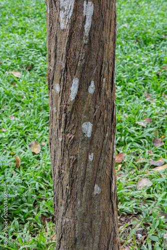 Dalbergia cochinchinensis in Green Field