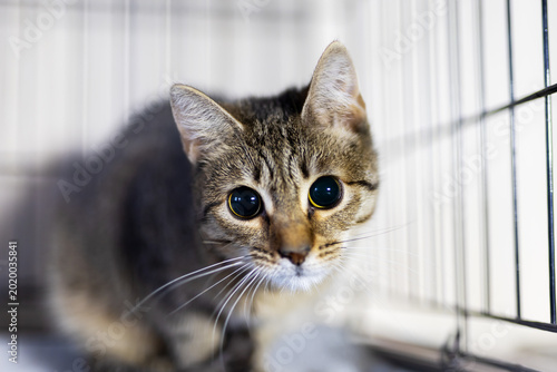 Tableau sur toile Anxious and frightened feline confined behind bars anxiously searches for immedi