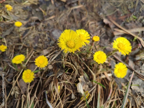 Foto The first yellow flowers of coltsfoot.