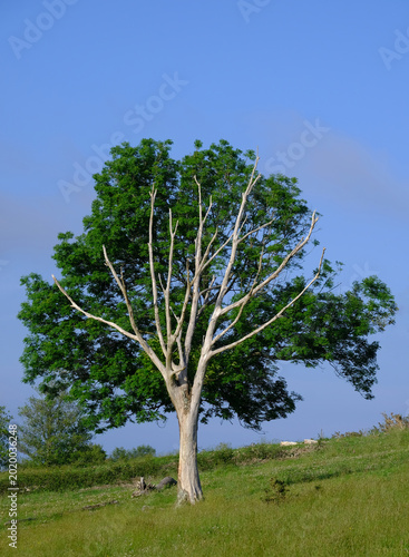 Visual paradox of dry trees in South Jaizkibel