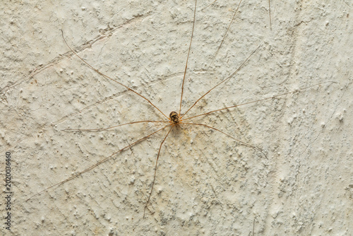 Quadro em tela singolo esemplare di ragno dell'ordine degli opilioni (Opiliones), fermo su un m