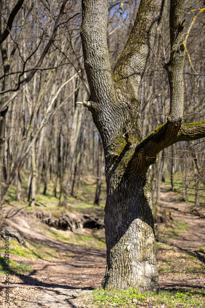 Obraz premium An old oak tree in a spring forest