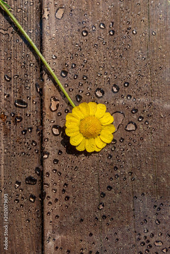 Foto White daisy flower with water droplets on wooden texture background creating a n