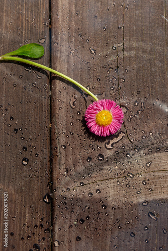 Foto White daisy flower with water droplets on wooden texture background creating a n