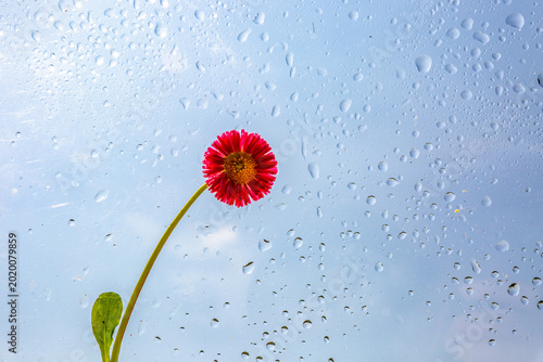 Принти на полотні White daisy flower with water droplets against blue sky creating a fresh natural