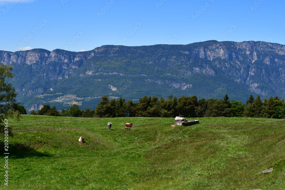 Fototapeta premium Schöne Landschaft mit Kühen auf der Weide bei Truden in Südtirol