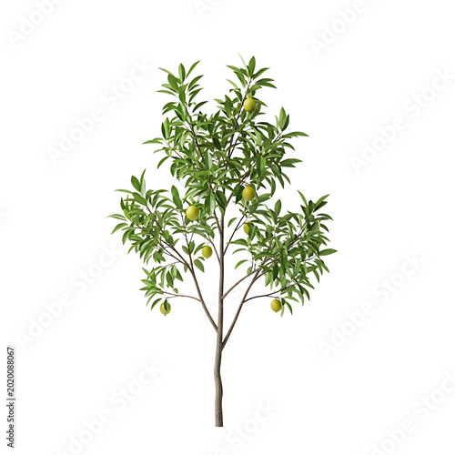 Tree with green leaves and fruit isolated transparent