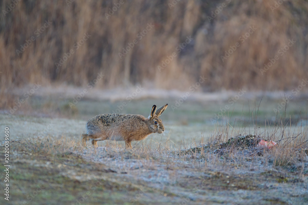 Φωτογραφία European hare ,,Lepus europaeus,, in its natural environment, Carpathian meadow,