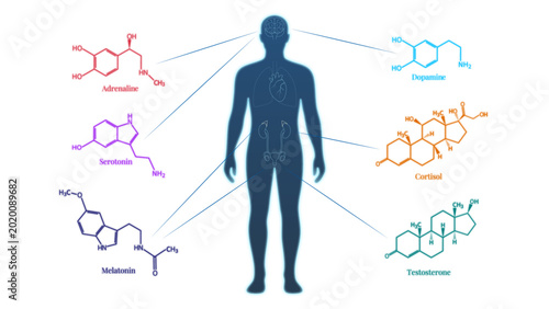 Tableau sur toile Human Hormones and Endocrine System Diagram with Chemical Structures of Dopamine