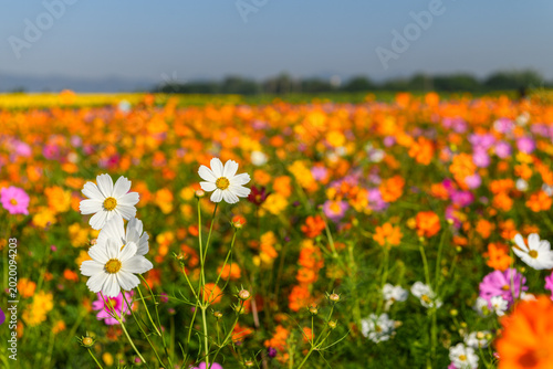 White Cosmos Flowers in Colorful Flower Field. Spring Nature Background