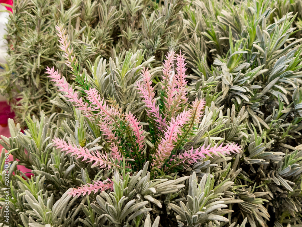 Fototapeta premium Seedlings of lavender and heather plants growing densely together, showcasing soft green and silver-grey foliage accented by delicate pink flowers. The young lavender plants display narrow, elongated