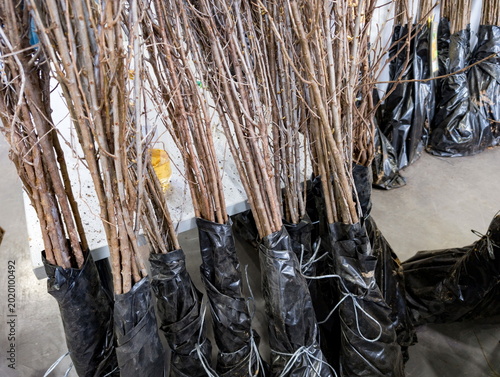 Bundles of bare-root tree seedlings with branches gathered together and wrapped at the roots in black plastic bags and secured with white ties. Seedlings are organized indoors on a concrete floor, pre
