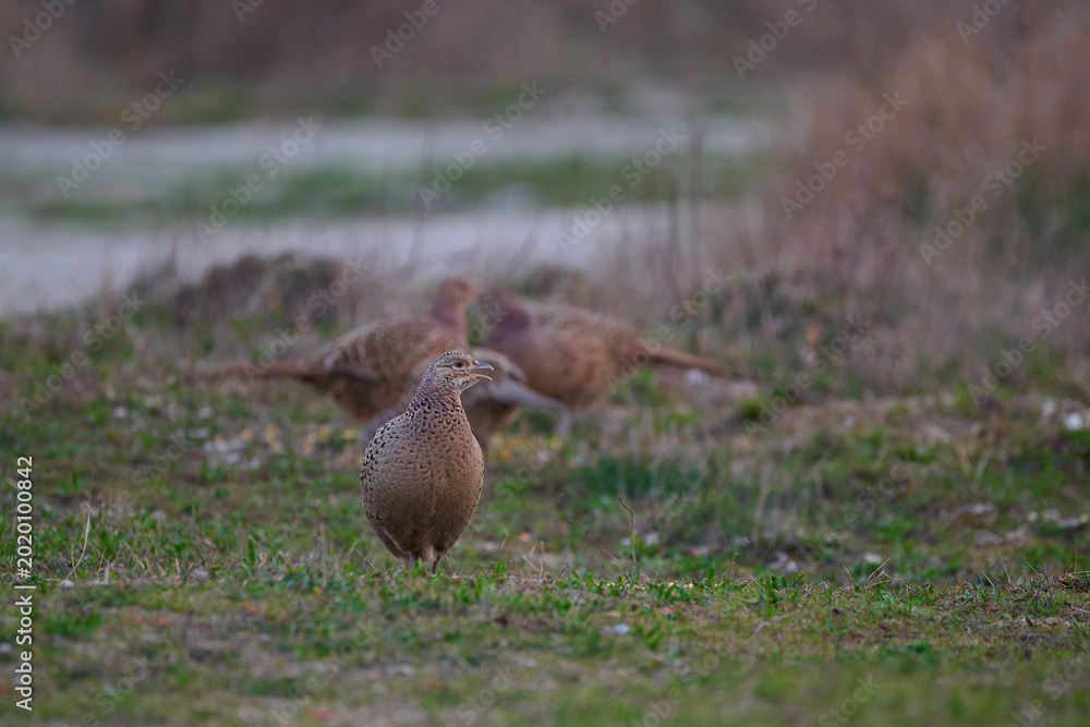 Φωτογραφία Common pheasant female hen ,,Phasianus colchicus,, on meadow in winter morning,