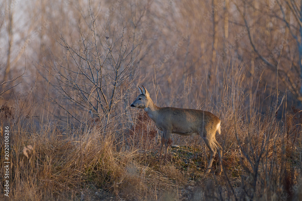 Φωτογραφία Adorable roe deer doe ,, capreolus capreolus ,, in its natural environment, mead