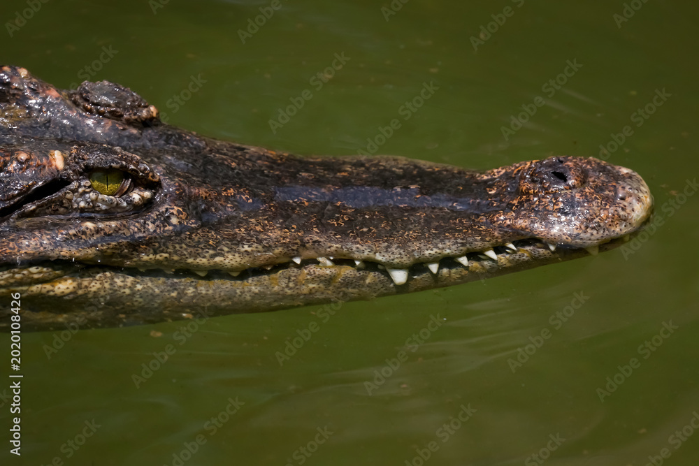 Fototapeta premium The crocodile is show head in the river