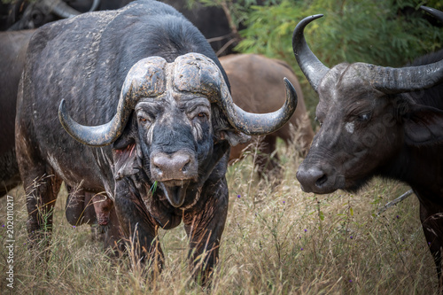 Obraz na plátně Very old buffalo bull with drooping horns staring at the camera