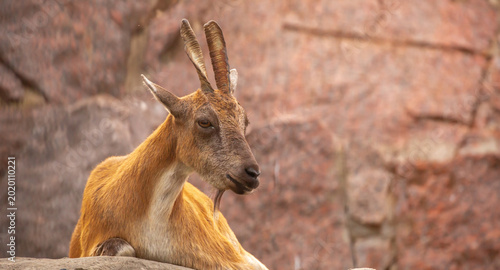 Foto A wild ibex