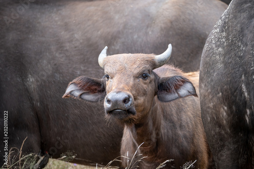 Canvastavla Young buffalo calf peering out inquisitively from behind its mother