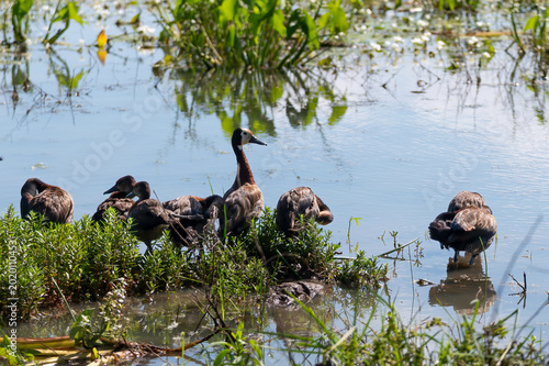 Billede på lærred Family of White-faced ducks at the edge of a pond