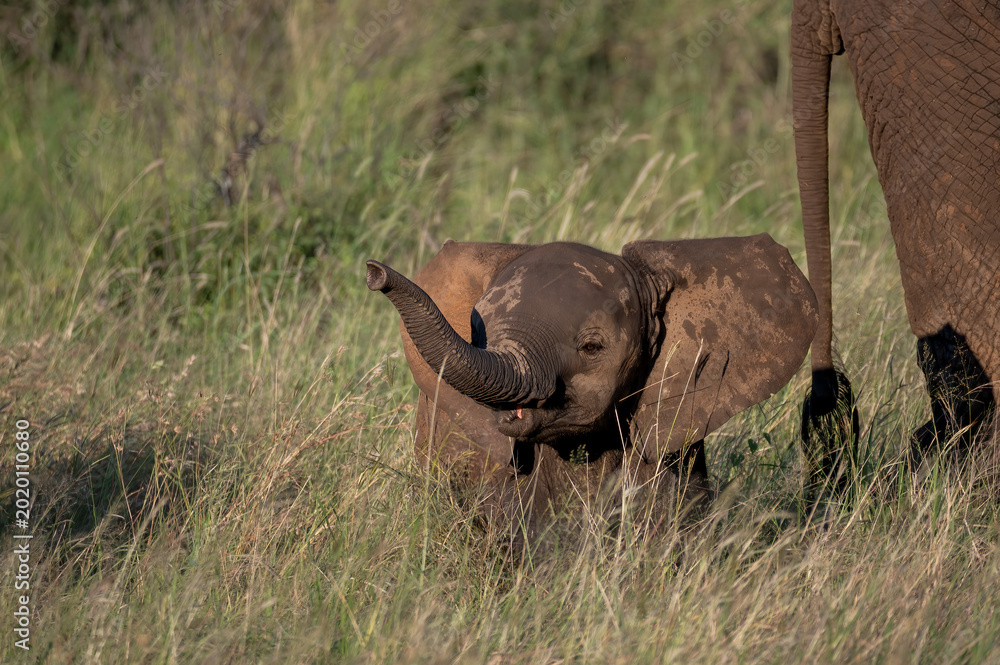 Φωτογραφία African elephant calf defiantly points its trunk in the direction of the cameram
