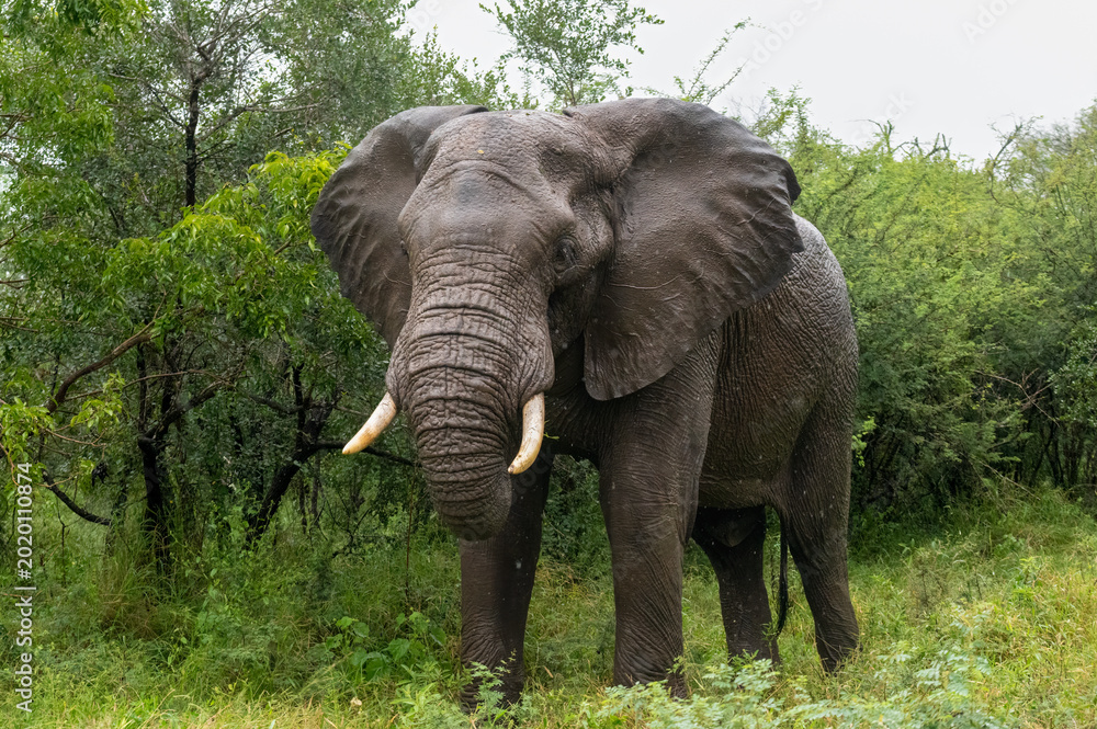 Φωτογραφία Lone African Elephant bull standing in the rain while grazing in the lush green
