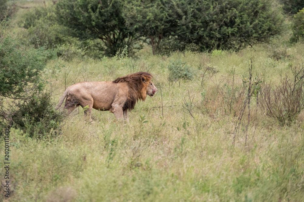 Fotografi Black mane lion walking through an opening in the lush green bush