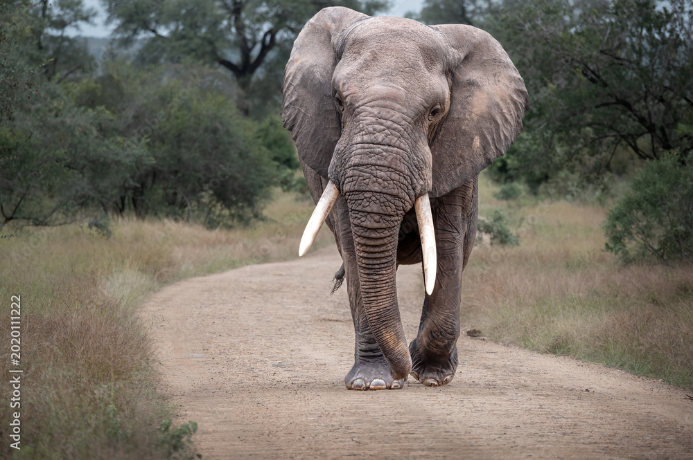 Wall Mural Front on close up of a large tusked African elephant bull in musth approaching close to the vehicle