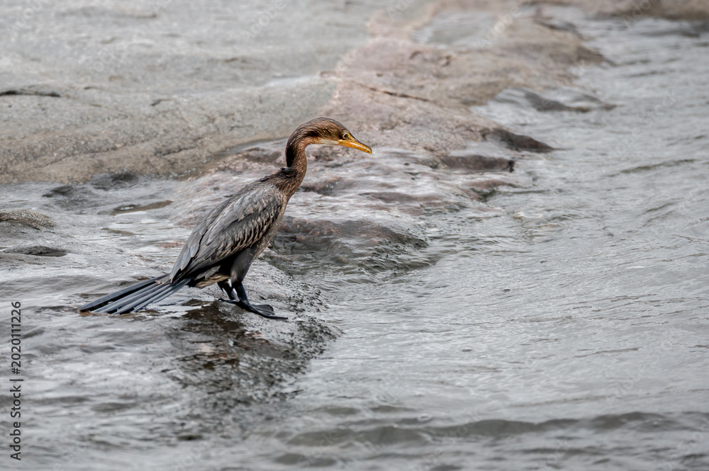 Φωτογραφία Reed Cormorant peering into the water from the rocks before plunging in for a di