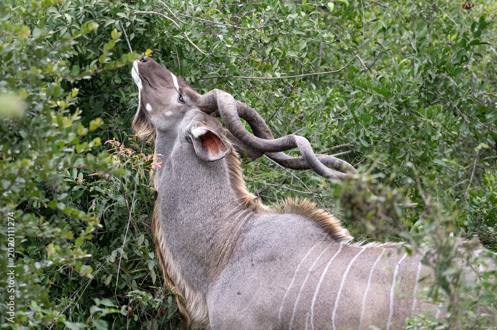 Wall Mural Kudu bull with impressive horns with head tilted back to browse from high leaves