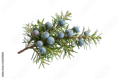 Juniper branch with blue berries and green needles isolated on transparent background transparent background