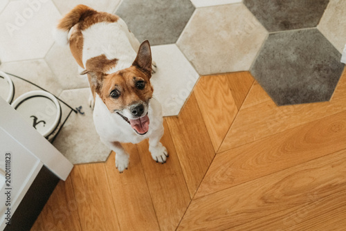 Schilderij op canvas Pet sitter needed for friendly terrier on stylish floor, sitter provides company and routine while owner away, sitter ensures happy dog maintains playful smile without separation anxiety